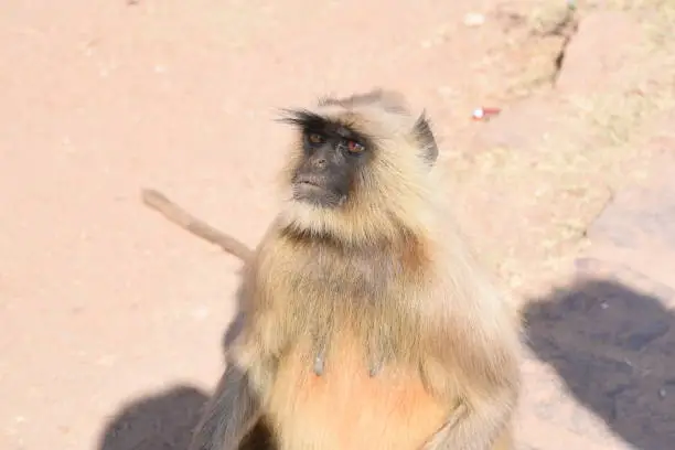 Natural Closeup image of Langoor at the day time