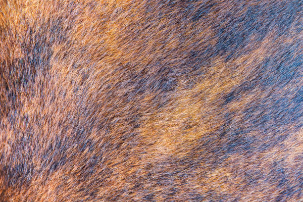 gros fond de texture ligne laine brune. - close to brown wool canvas photos et images de collection