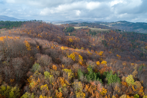 Aerial photo of the forest at autumn and colorful trees