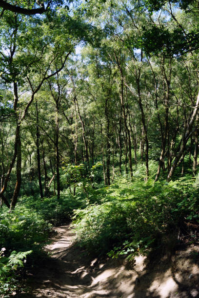 istock Woodland path in the summer sun 1008885660