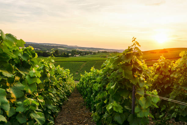 istock Row vine grape in champagne vineyards at sunset background 1008885706