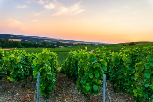 istock Row vine grape in champagne vineyards at sunset background 1008885738