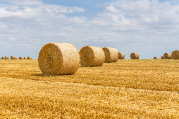 istock Straw bales stacked in a field at summertime 1008885880