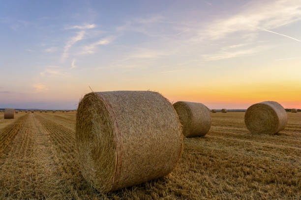 istock Straw bales stacked in a field at summertime 1008888128