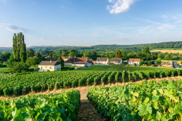 grape vine rangée dans les vignobles de champagne montagne de fond de village de reims campagne - champagne ardenne photos et images de collection