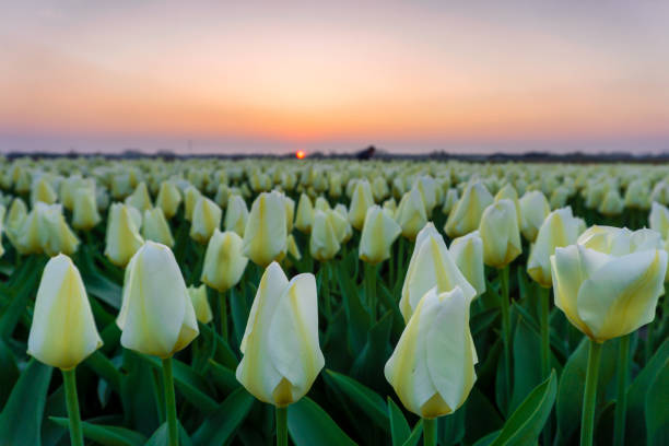 istock Beautiful tulips fields in the Netherlands in spring under a sunset sky 1008888286