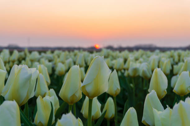 champs de belles tulipes aux pays-bas au printemps sous un ciel coucher de soleil - spring daffodil flower sky photos et images de collection