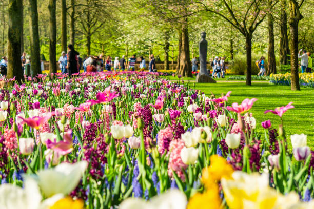 Blooming tulips flowerbeds in Keukenhof flower garden Blooming tulips flowerbeds in Keukenhof flower garden, Netherlands keukenhof gardens stock pictures, royalty-free photos & images