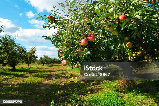 istock Apple orchard 1008889290
