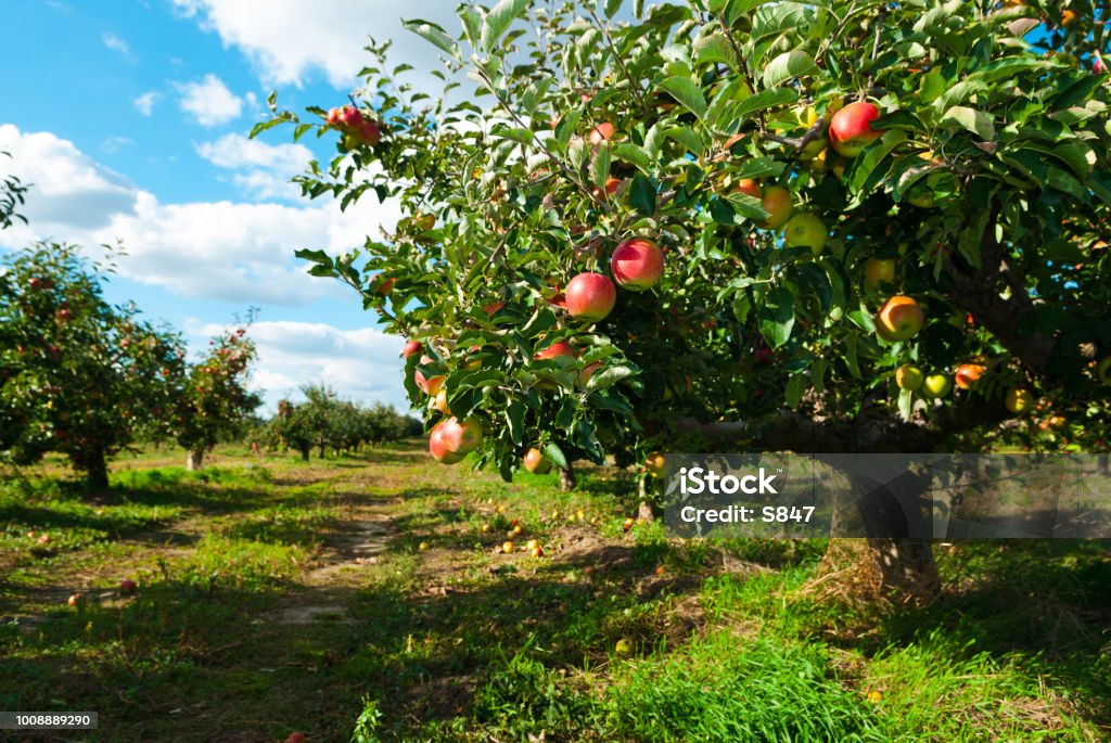 Apple orchard ripe apples hanging on branch Apple Tree Stock Photo