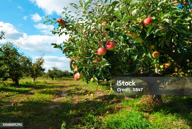 Apple Orchard Stock Photo - Download Image Now - Apple Tree, Apple Orchard, Apple - Fruit