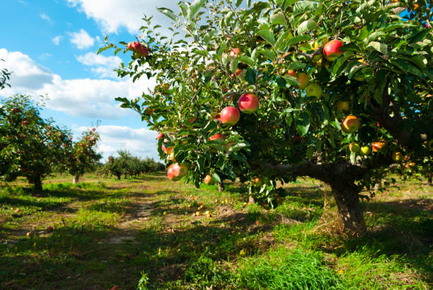 яблочный сад - apple tree apple orchard apple autumn стоковые фото и изображения