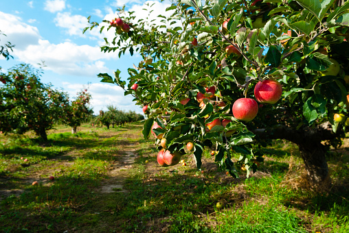 ripe apples hanging on branch