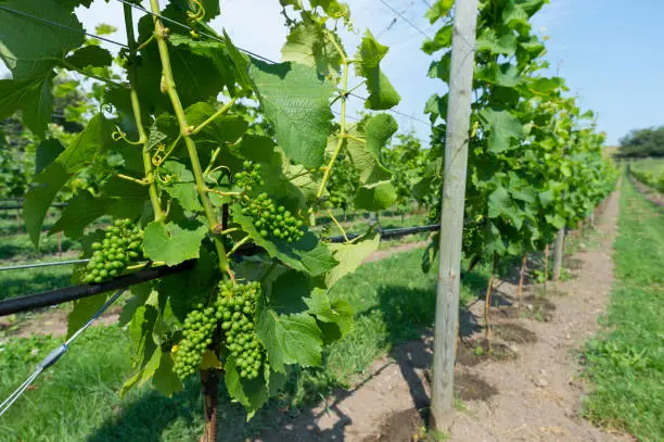 Swedish wine country in Skåne with Solaris grapes