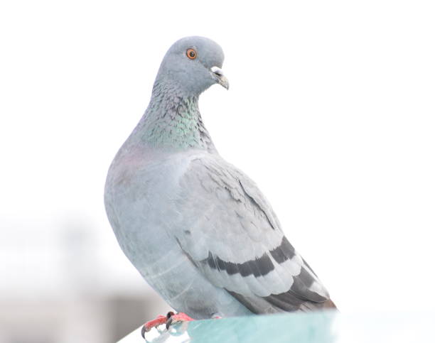 istock Beautiful Orange eyed Himalayan Pigeon 1008894946