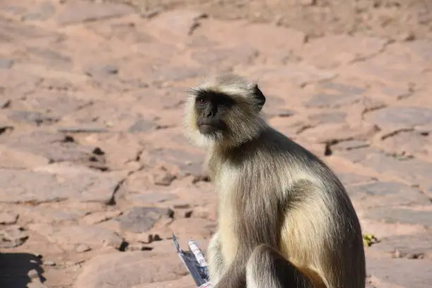 Natural Closeup image of Langoor at the day time