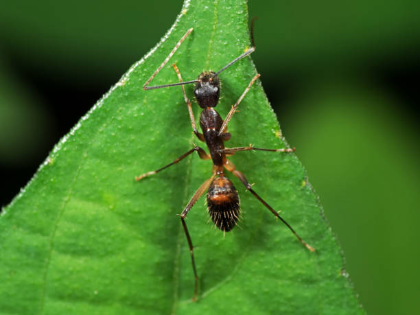istock Macro Photo of Ant on Green Leaf Isolated on Blurry Background 1008897430