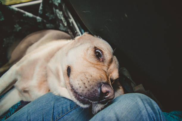 istock a dog of Labrador breed is lying with a strange face 1008898196