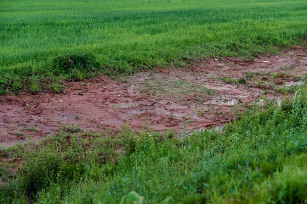 istock small bird on the dirt road 1008898438