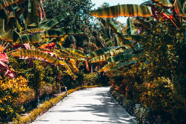 Narrow footpath in an alley of a tropical resort surrounded by picturesque rainforest plants, bushes, and palm branches; coral sand on the ground, warm sunny day