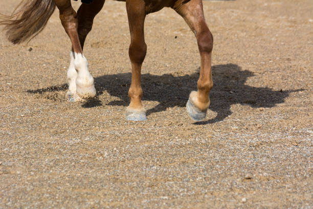 istock Horse Galloping on Blur Background at the Equestrian Competition. Italy 1008902746