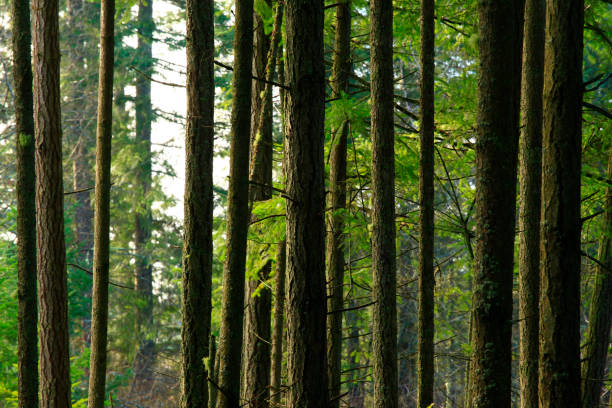 istock Pacific Northwest forest and Douglas fir trees 1008902782