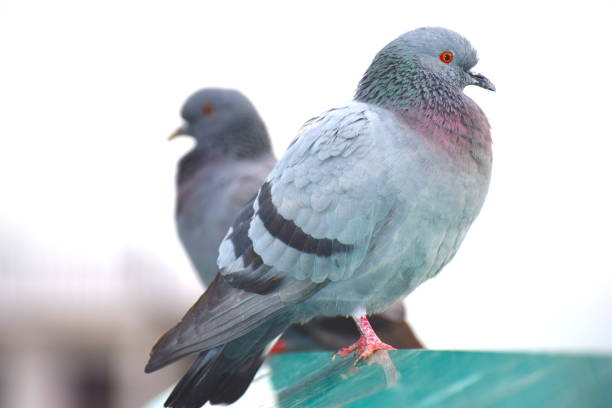 istock Pair of pigeons 1008903178