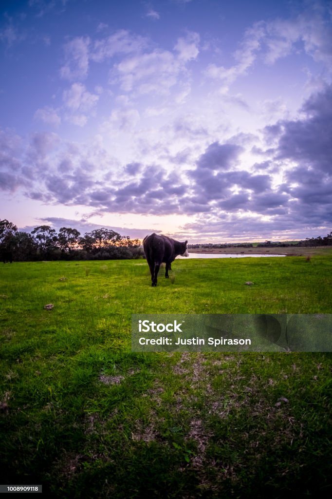 Cow and sunset Cow in paddock with dam and dynamic sunset Dam Stock Photo