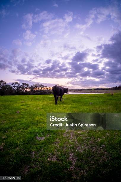 Cow And Sunset Stock Photo - Download Image Now - Dam, Farm, Agricultural Cooperative