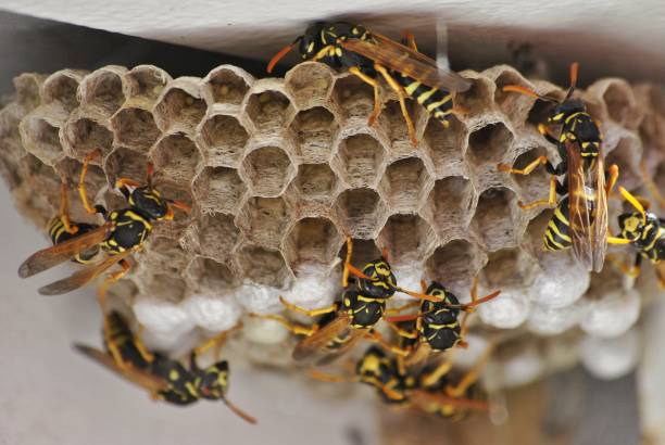 Hard work Bees at work wasp photos stock pictures, royalty-free photos & images