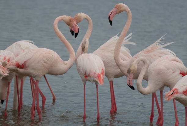 istock Flock of Greater flamingo 1008913782