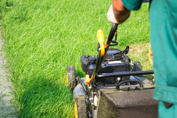 istock Lawn mower. Cutting, gardener. 1008913786