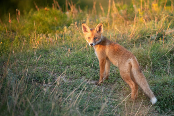 istock Little Red Fox near his hole 1008914172