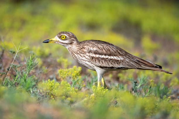 istock Eurasian stone curlew (Burhinus oedicnemus) walks on a beautiful background 1008914200