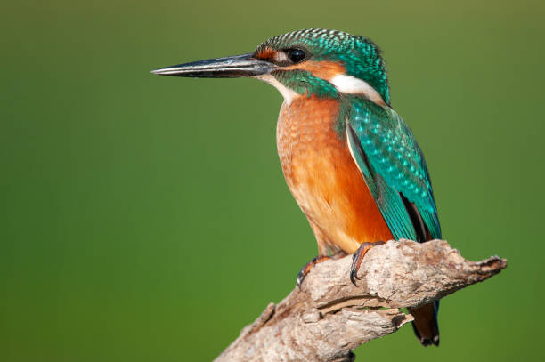 istock Common Kingfisher (Alcedo atthis) sitting on a beautiful background 1008914216