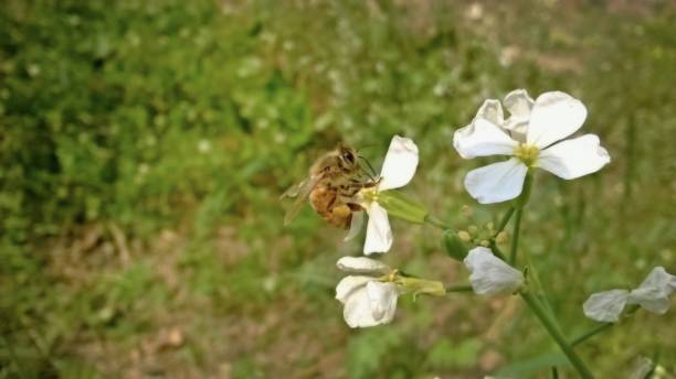 zdjęcie pszczół - butterfly flying colony yellow zdjęcia i obrazy z banku zdjęć