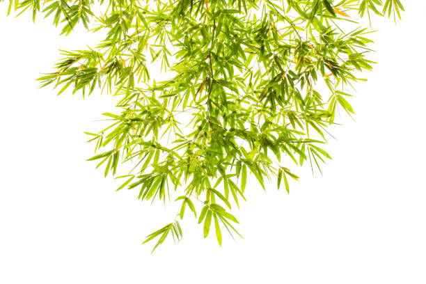 istock Bamboo leaves isolated on white background. 1008918050