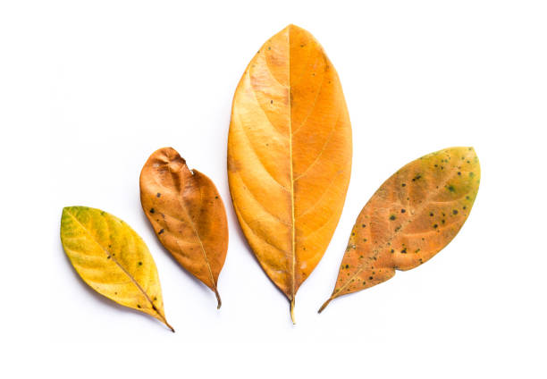 istock Group of Autumn dry leaves on white background 1008926562
