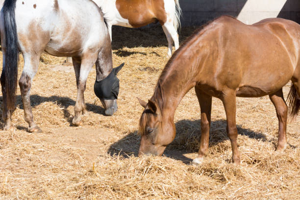 istock Horses Eating Hay in a Stable on Blur Background. Italy 1008926752