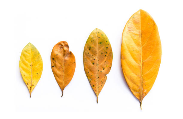istock Group of Autumn dry leaves on white background 1008926870