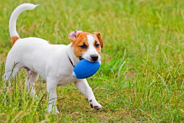 istock Jack Russell playing in the grass with the ball 1008930886