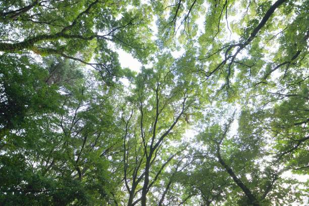 istock Wide angle landscape of fresh green summer trees 1008935332