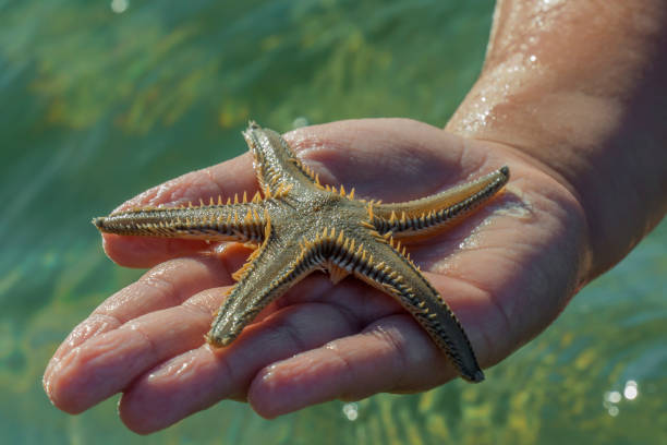 istock Vacation at Croatian sea 1008935816