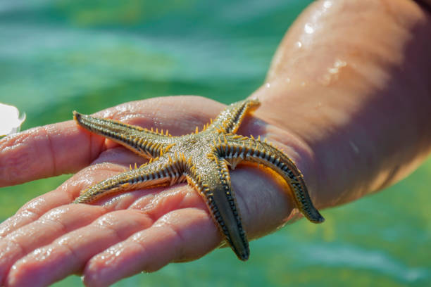 istock Vacation at Croatian sea 1008935820