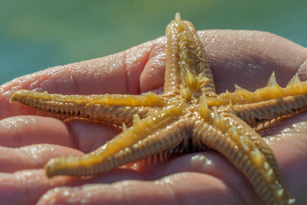 istock Vacation at Croatian sea 1008935824