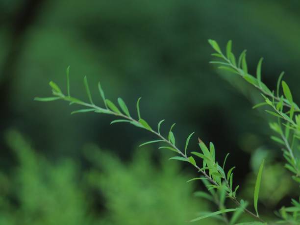 Zen -A study of Japanese themed nature