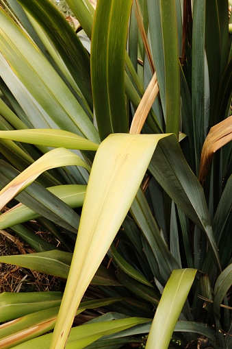 Berkshire, England - July 22, 2018: Phormium cookianum is a perennial flax that originates in New Zealand.