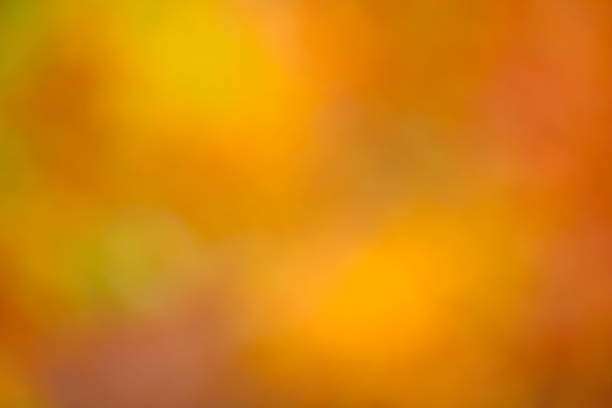 lumière d’automne background - deep focus photos photos et images de collection