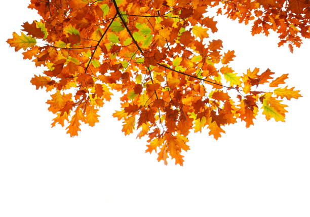 feuillage d'automne sur blanc - autumn leaf falling panoramic photos et images de collection