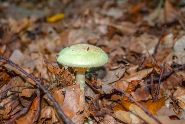 дикие грибы - fungus nature orange agaric toxic substance стоковые фото и изображения